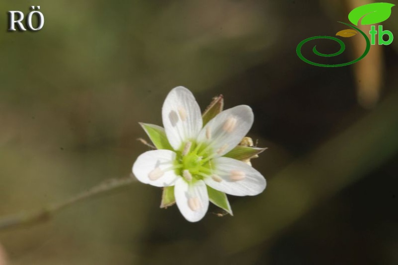 ssp dianthifolia-Girdev dağı