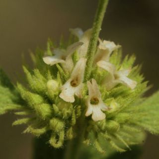 Girdev yaylası-Muğla