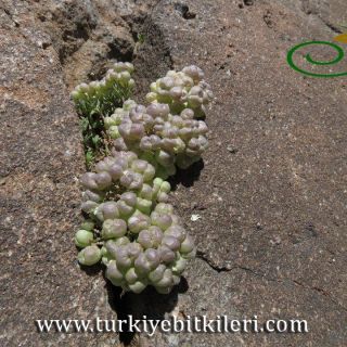 Tunceli
