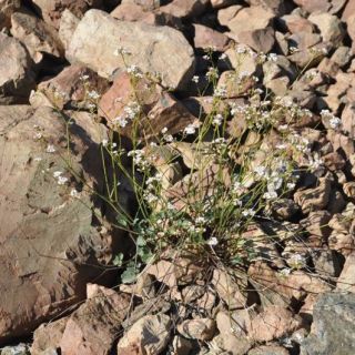 subsp. bupleurifolia-Manavgat-Antalya