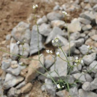 subsp. bupleurifolia-Manavgat-Antalya