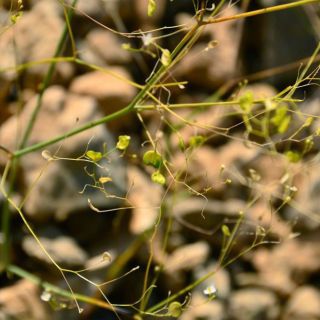 subsp. malatyana-Malatya