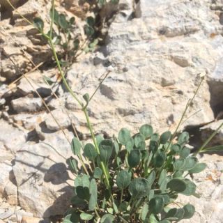 subsp. rotundifolia-Tunceli