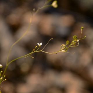 subsp. malatyana-Malatya
