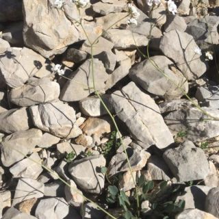 subsp. rotundifolia-Tunceli