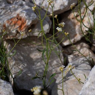 subsp. bupleurifolia-Akseki