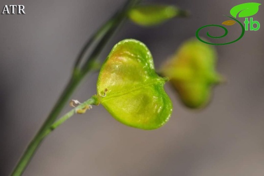 subsp. bourgaei- Alanya