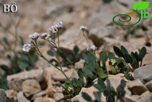 subsp. bupleurifolia-Manavgat-Antalya