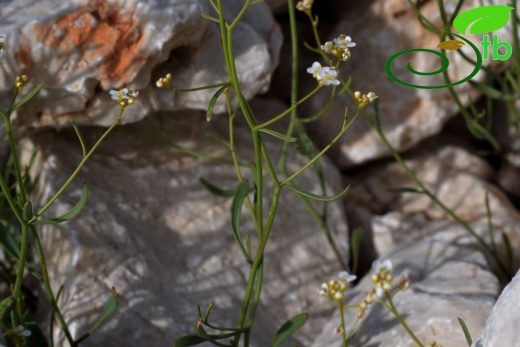 subsp. bupleurifolia-Akseki