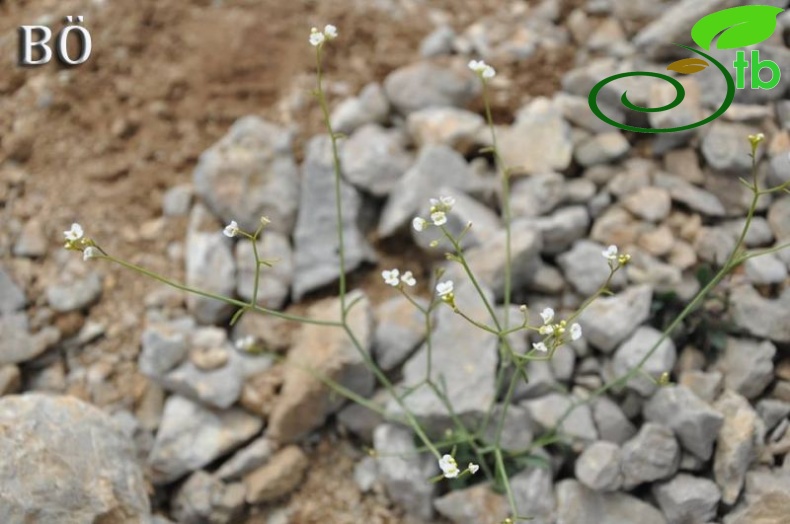 subsp. bupleurifolia-Manavgat-Antalya