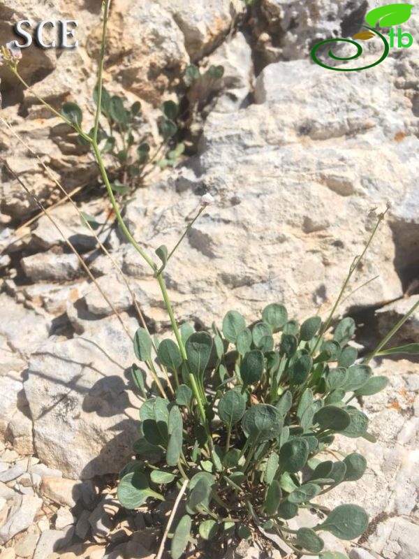 subsp. rotundifolia-Tunceli