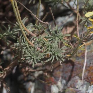 Amanos dağları-Osmaniye