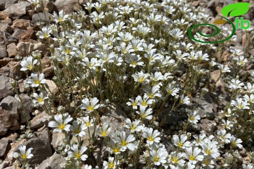 Aladağlar- Niğde