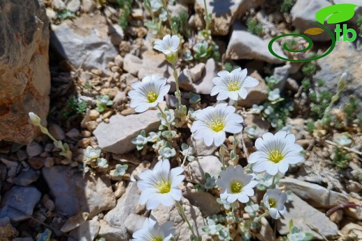 Aladağlar- Niğde