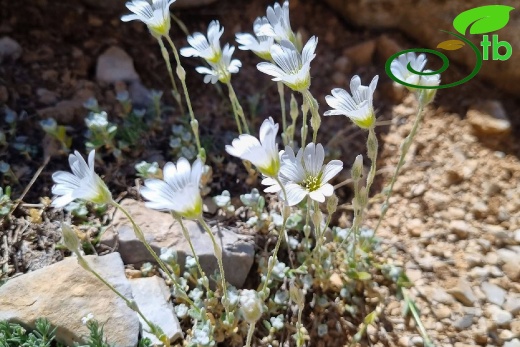 Aladağlar- Niğde