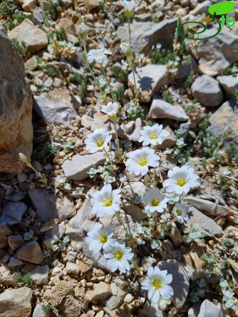 Aladağlar- Niğde