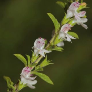 Amanos dağları-Osmaniye