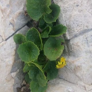 Akseki-Antalya