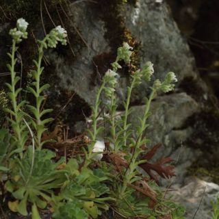 ssp. amanensis-Osmaniye