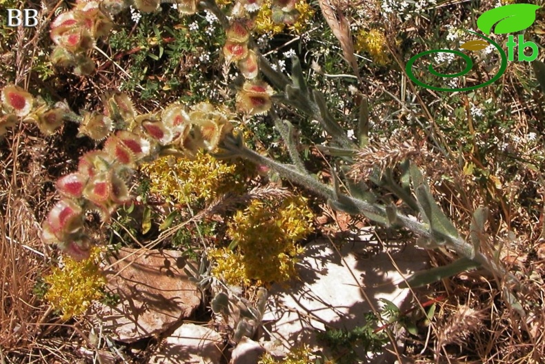 Adıyaman