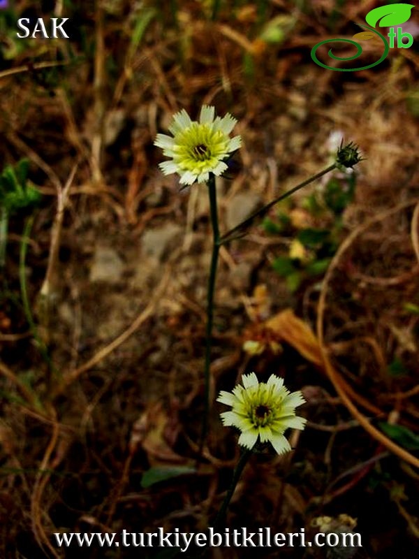 Datça-Muğla