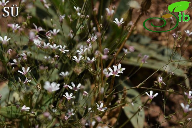 Tunceli