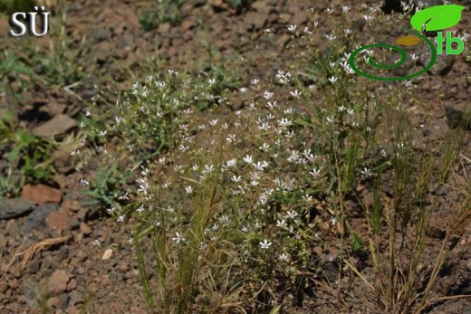 Tunceli