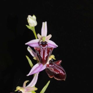 subsp. antalyensis