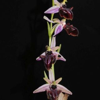 subsp. antalyensis