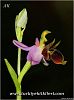 subsp.oestrifera