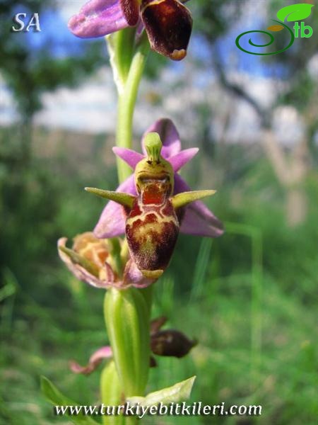 subsp.oestrifera