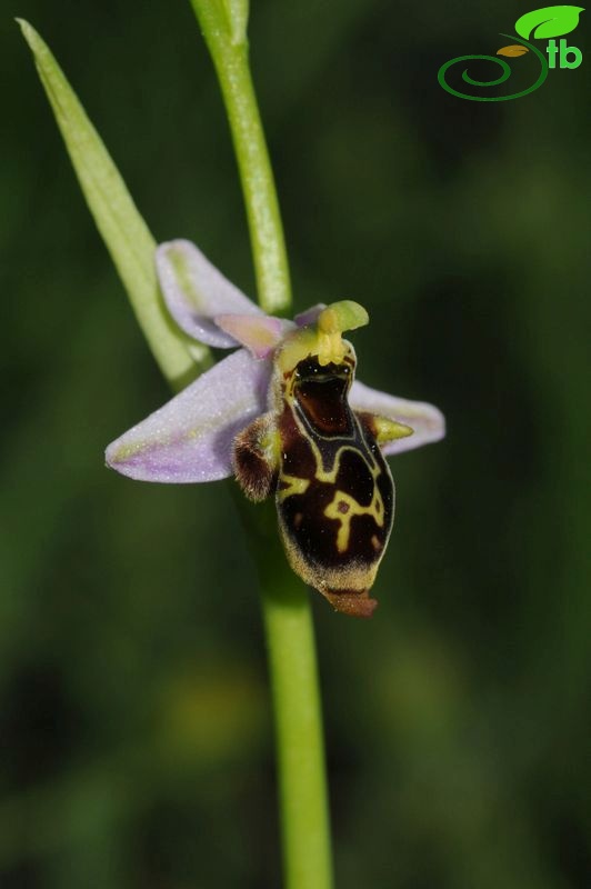 ssp hygrophila