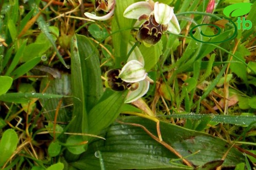 subsp. heterochila