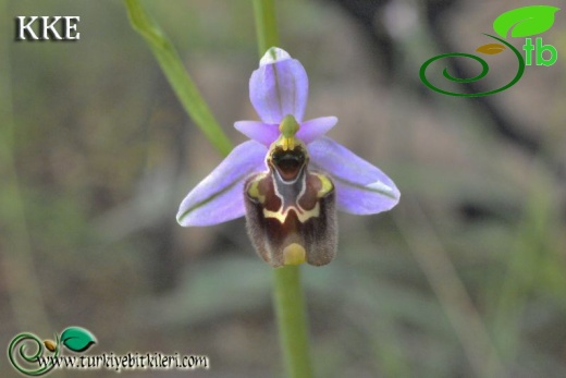 Ssp heterochila