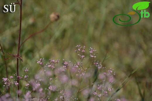 Tunceli