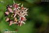 İzmir