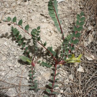 var. hirsutus- Silifke