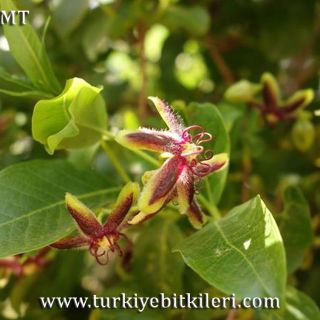 var. graeca-İstanbul