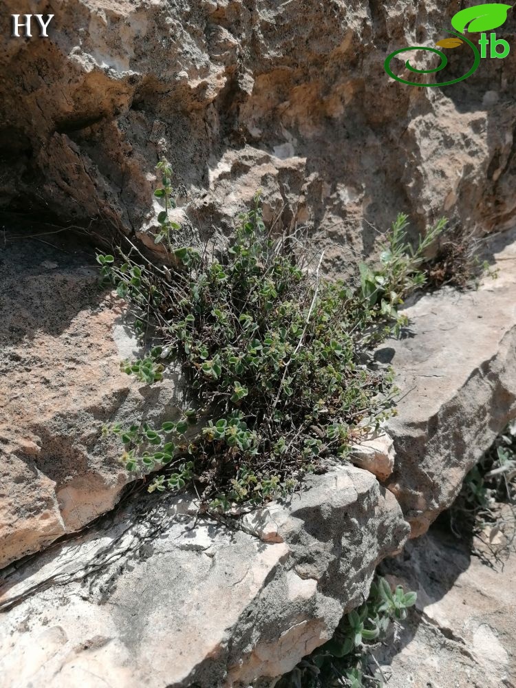 Cizre- Şırnak