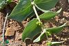 subsp. pedunculata-Izmir