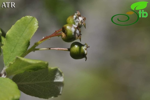 var. parviflora- Alanya