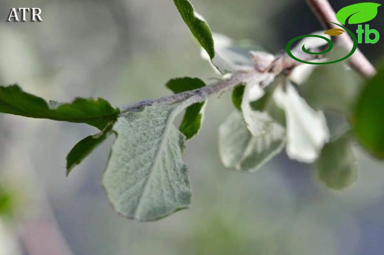 var. parviflora- Alanya