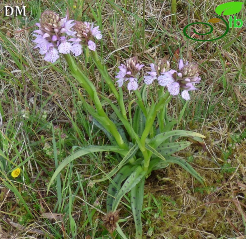 ssp ericetorum-İngiltere