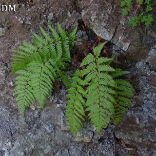 Ssp borrerii-İngiltere