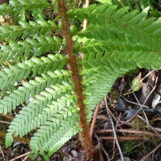 ssp affinis-İngiltere