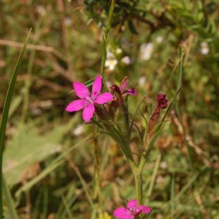 Ssp armeriastrum-Bolu