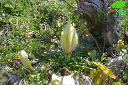 Köyceğiz