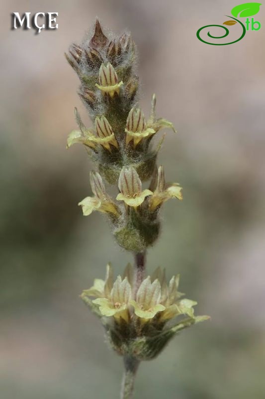 Amanos dağları-Osmaniye