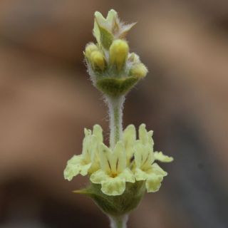 Sandras dağı-Köyceğiz