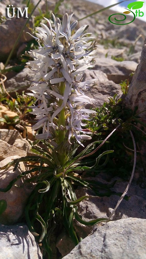 Ilgaz dağları